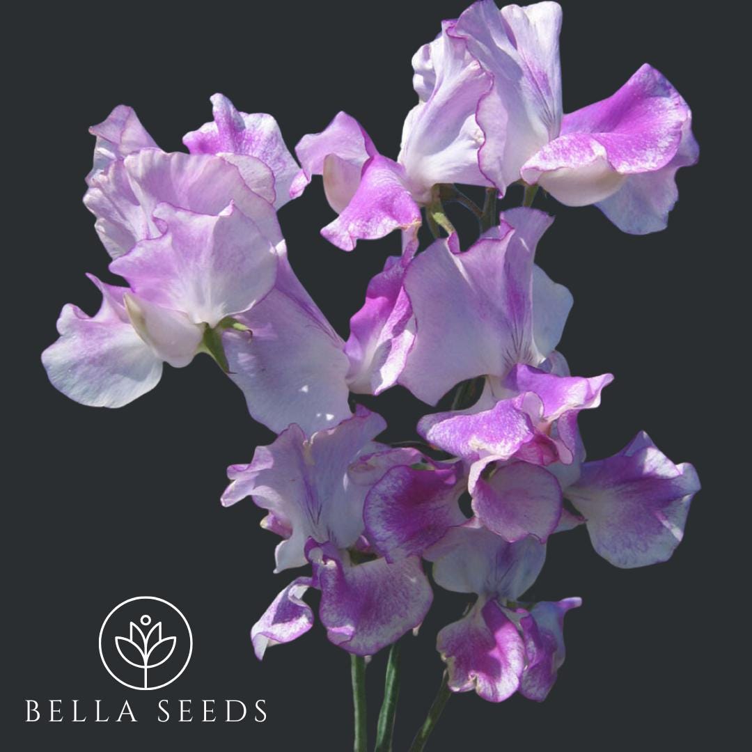 Sweet Pea Bicolor Lilac Ripple
