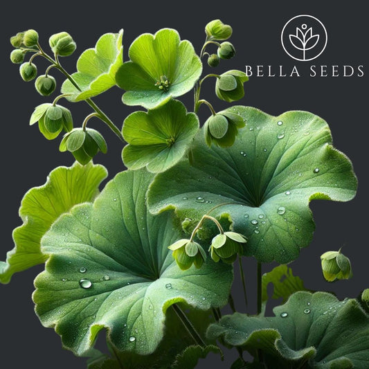 Lady's Mantle
