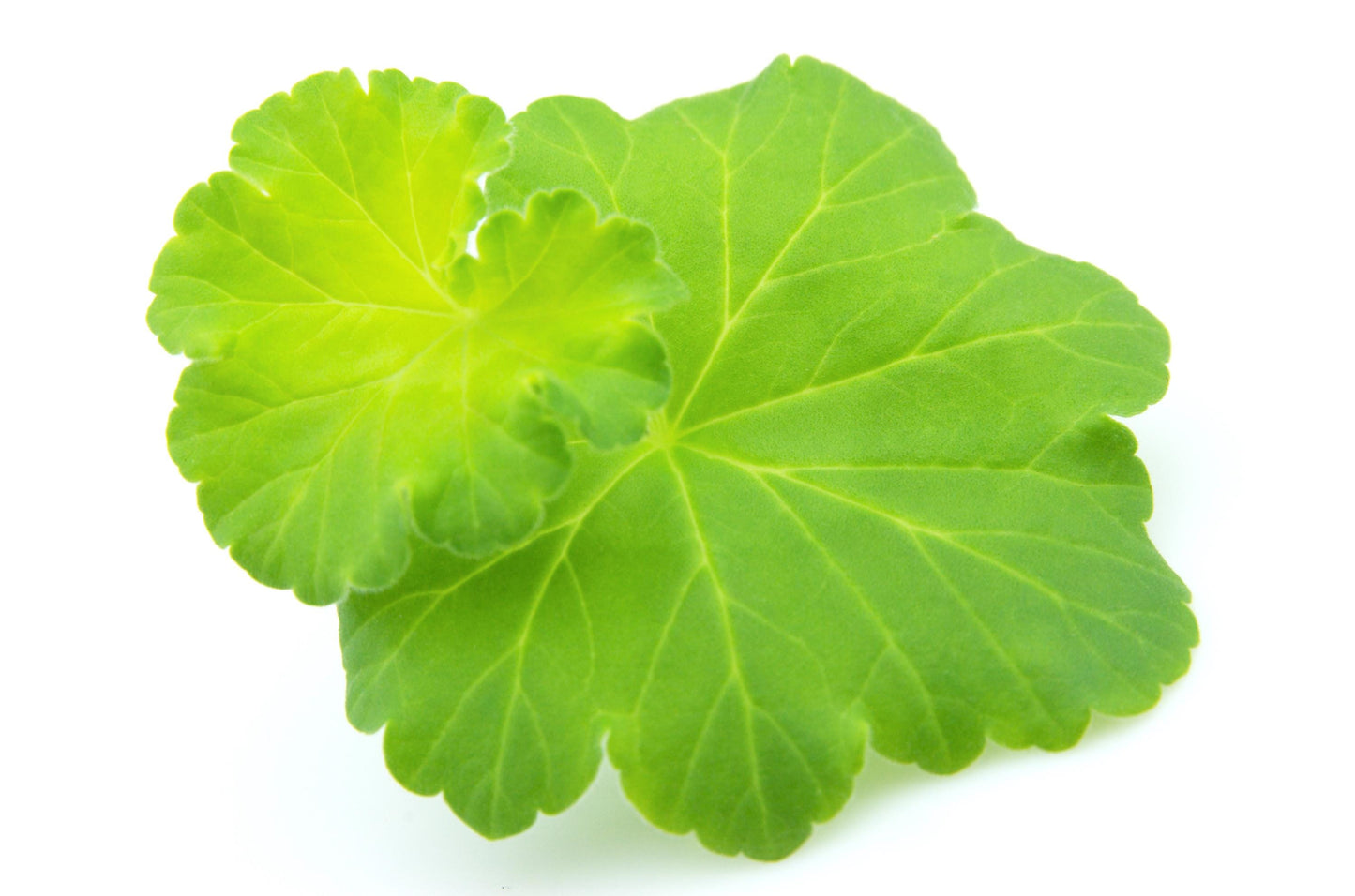 Lady's Mantle