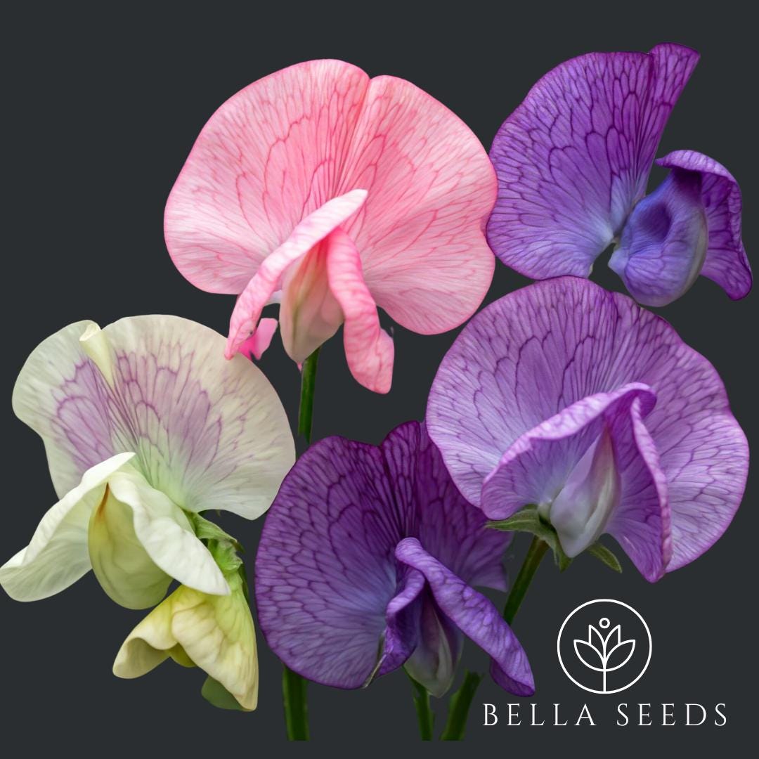Sweet Pea Incense Mix