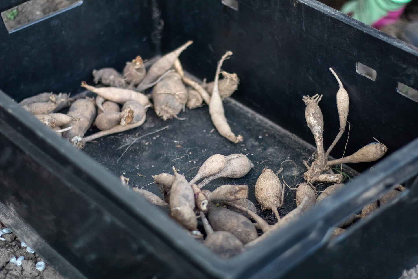 Crème de Cognac Dahlia Tubers, Dahlia Flower