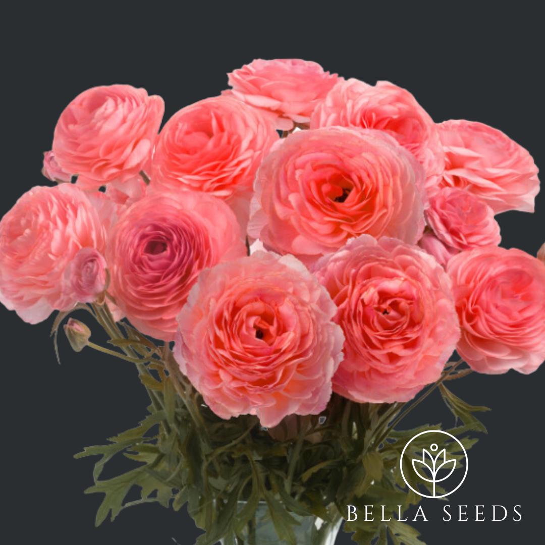 Ranunculus Romance Nohant