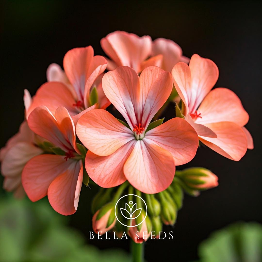 Geranium BullsEye Salmon