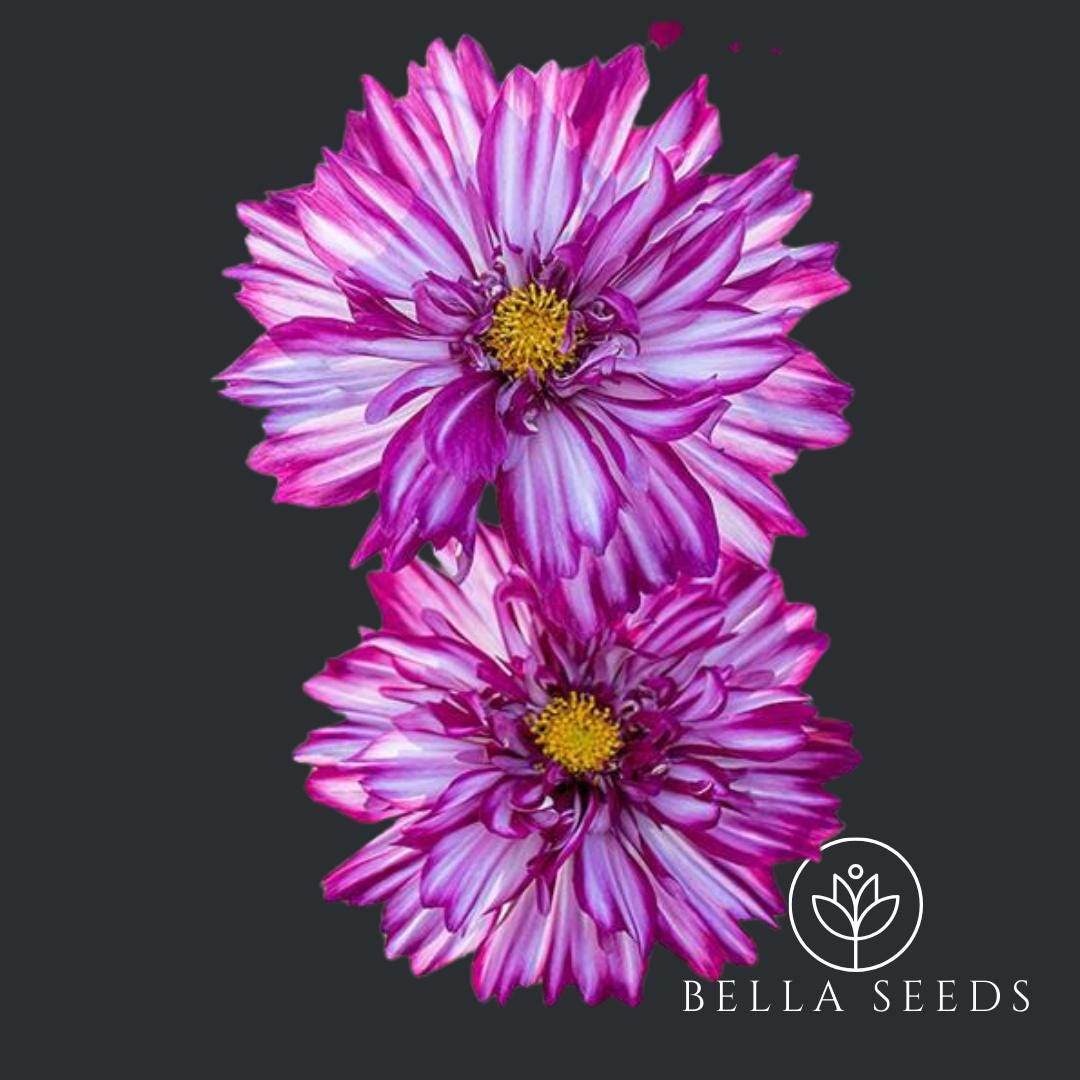 Cosmos Double Click Bicolor Violet