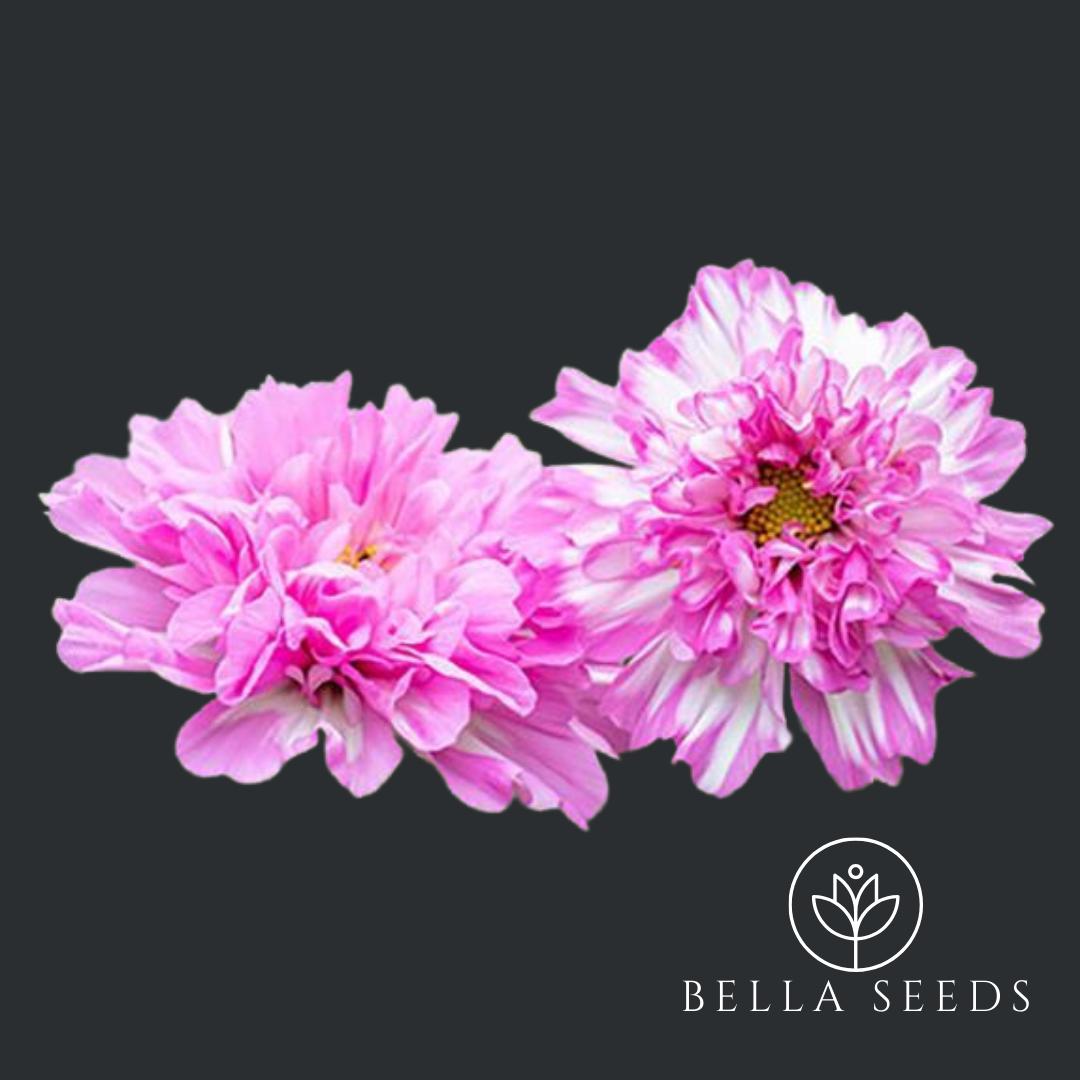 Cosmos Double Click Bicolor Pink