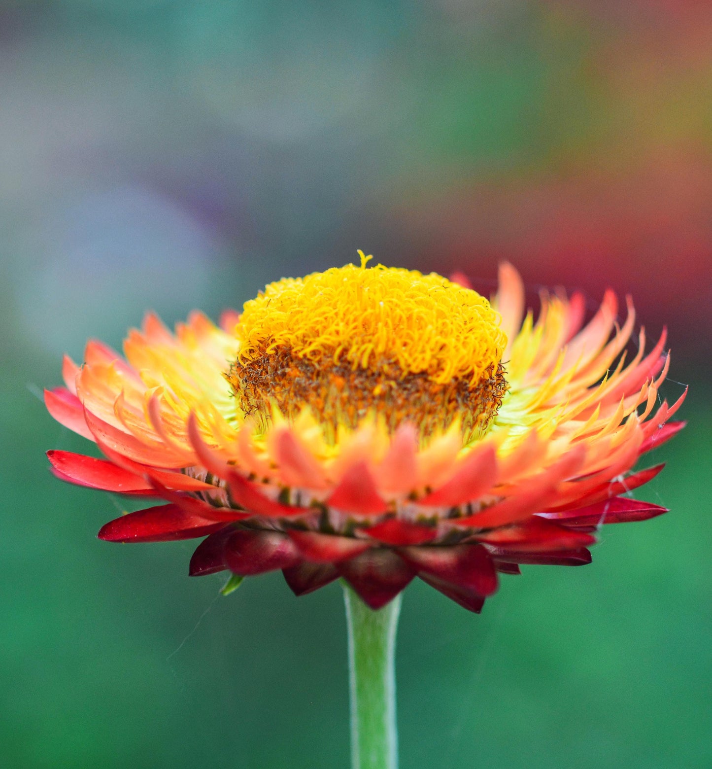 Strawflower King Size Fireball