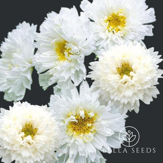 Cosmos Double Click Snow Puff