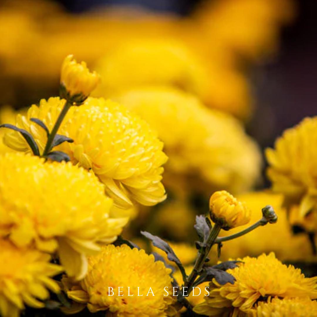 Aster Paeony Yellow