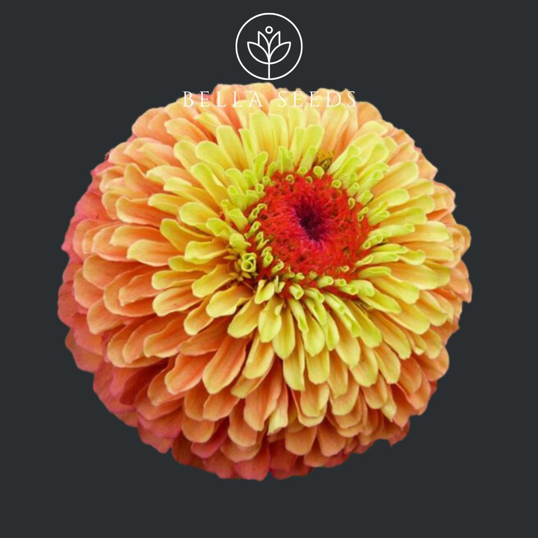 Zinnia Queen Lime Orange