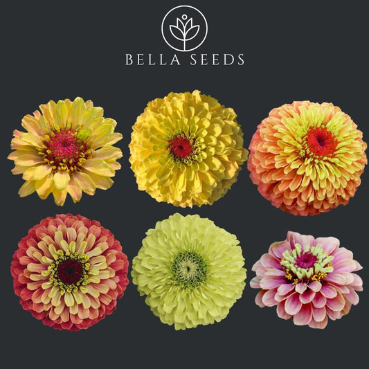 Zinnia Queen Mix