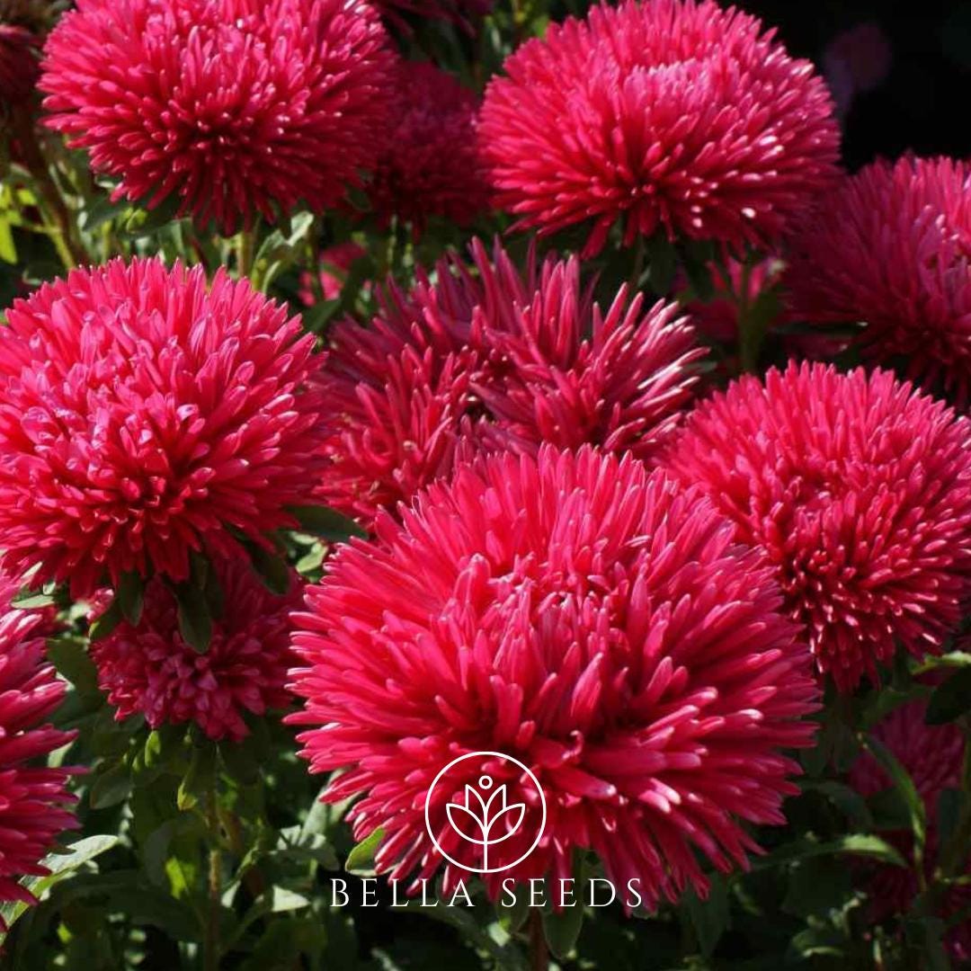Aster Gremlin Red