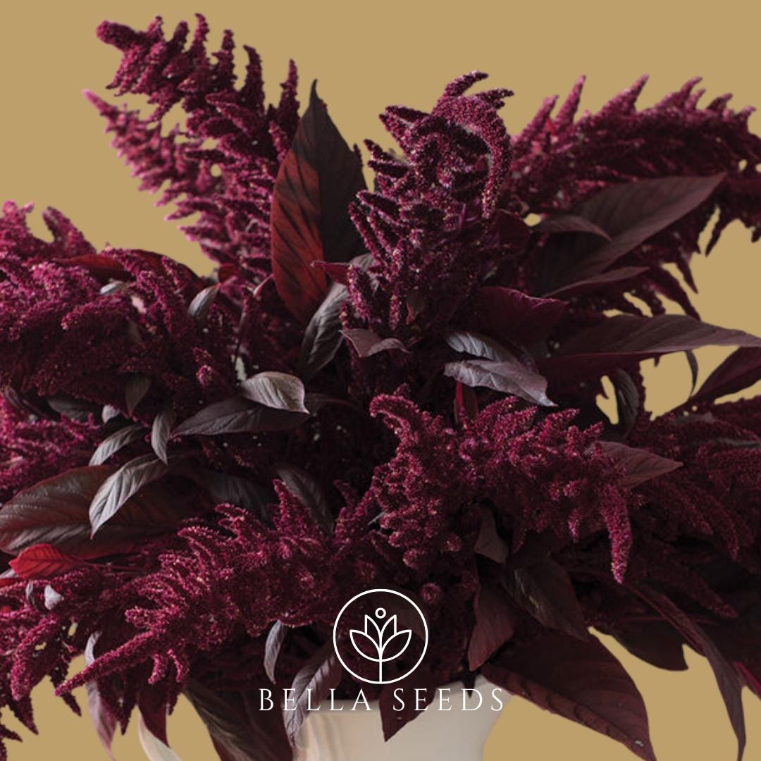 Amaranth Red Spike