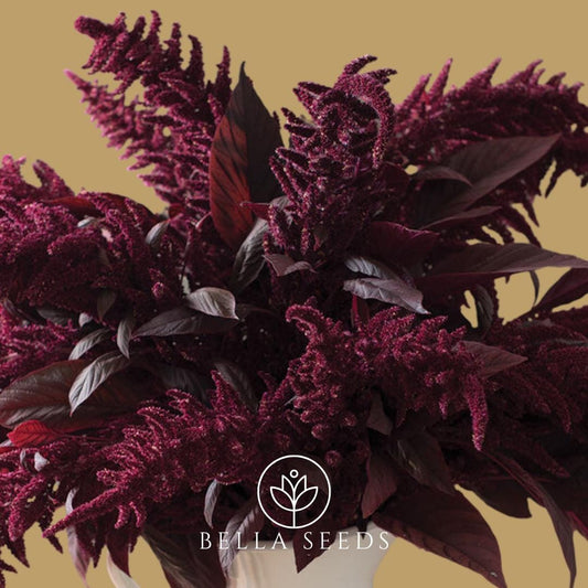 Amaranth Red Spike