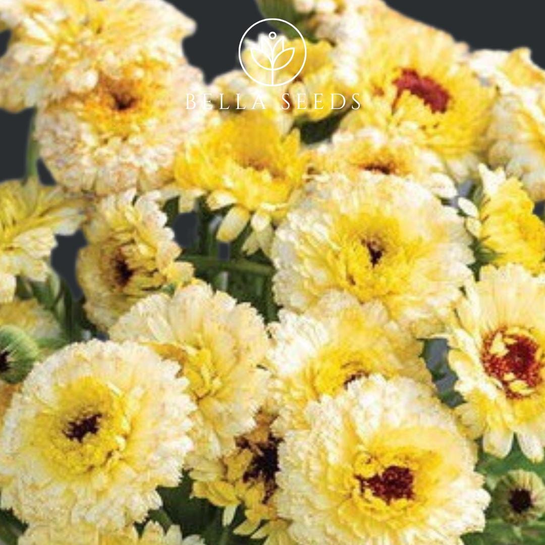 Calendula Ivory Princess