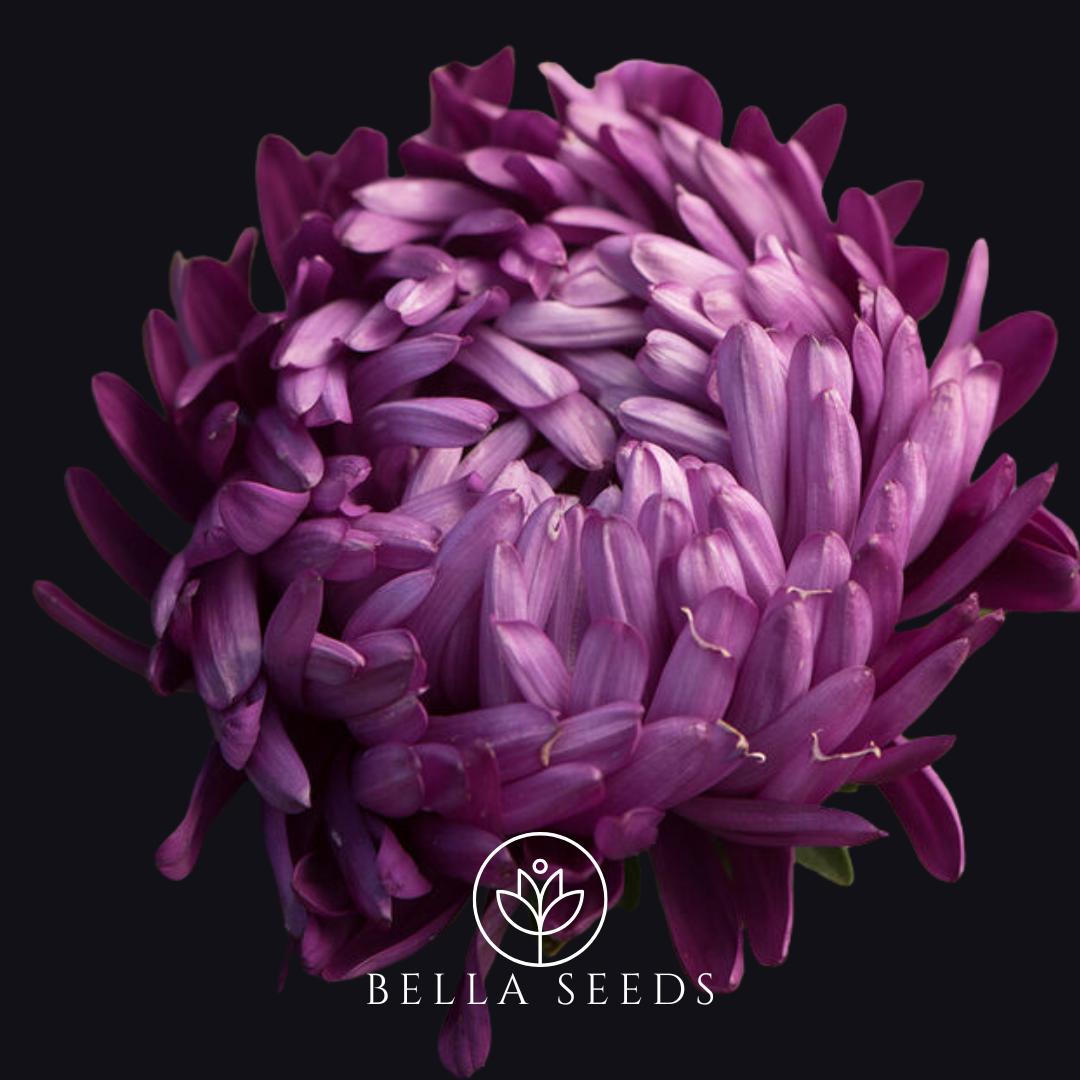 Aster Tower Violet