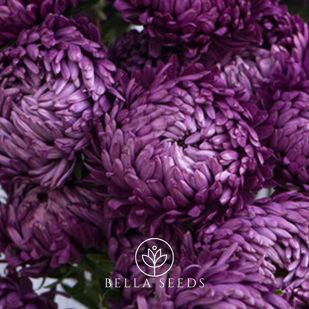 Aster Tower Violet