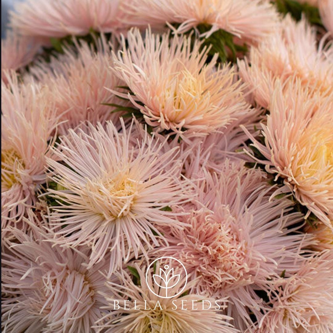 Aster Valkyrie Brunhilde Chamois