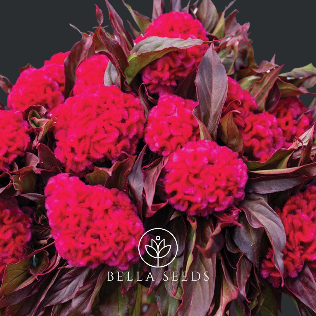 Celosia Prince Rose