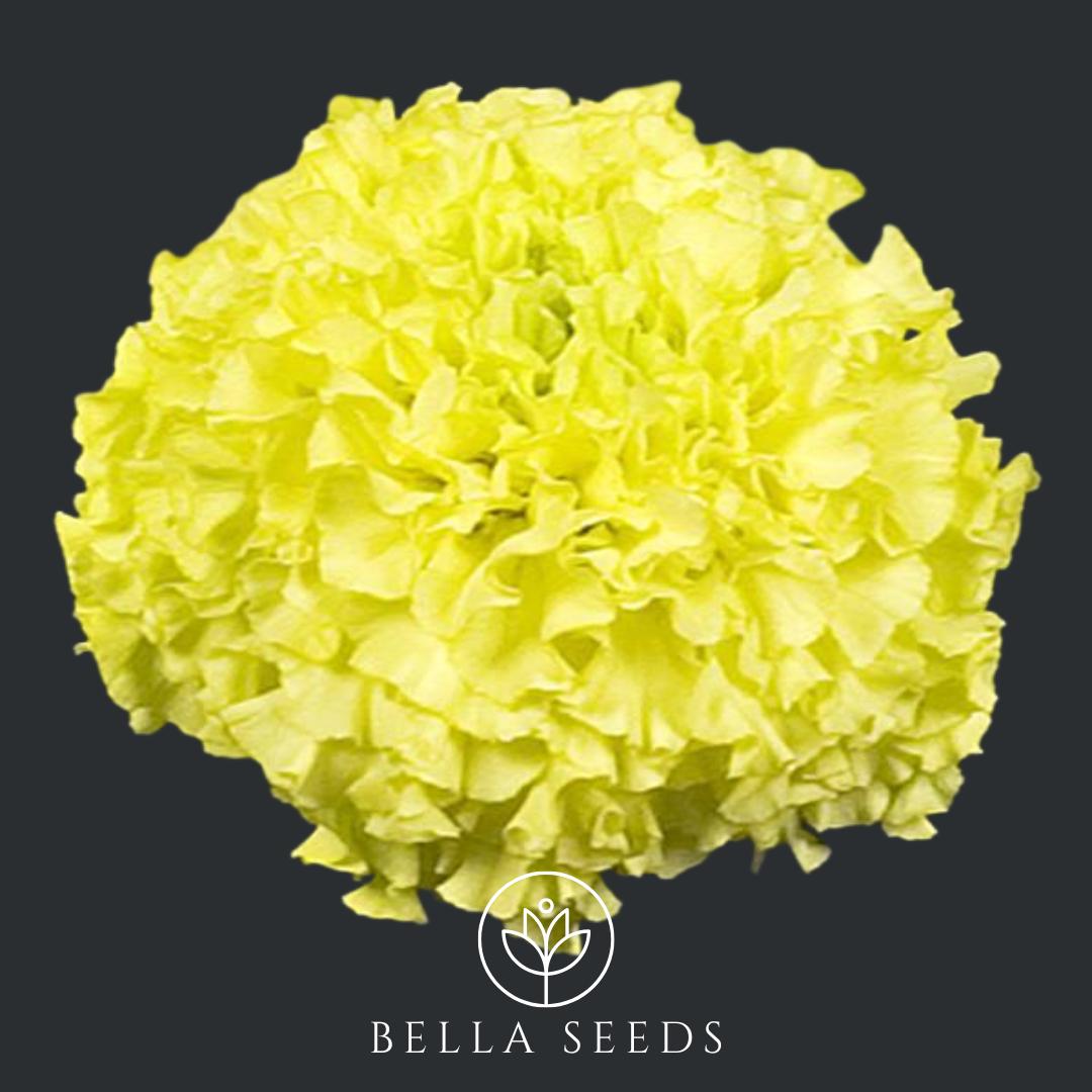 Marigold Nosento Limegreen