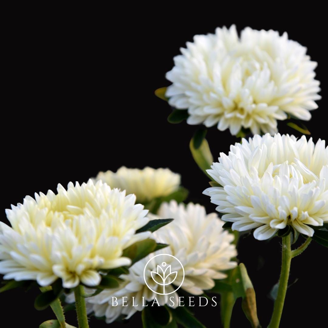 Aster Paeony White