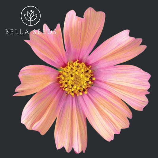 Cosmos Apricot Lemonade