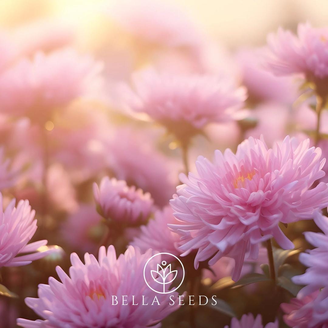 Aster Gremlin Light Rose