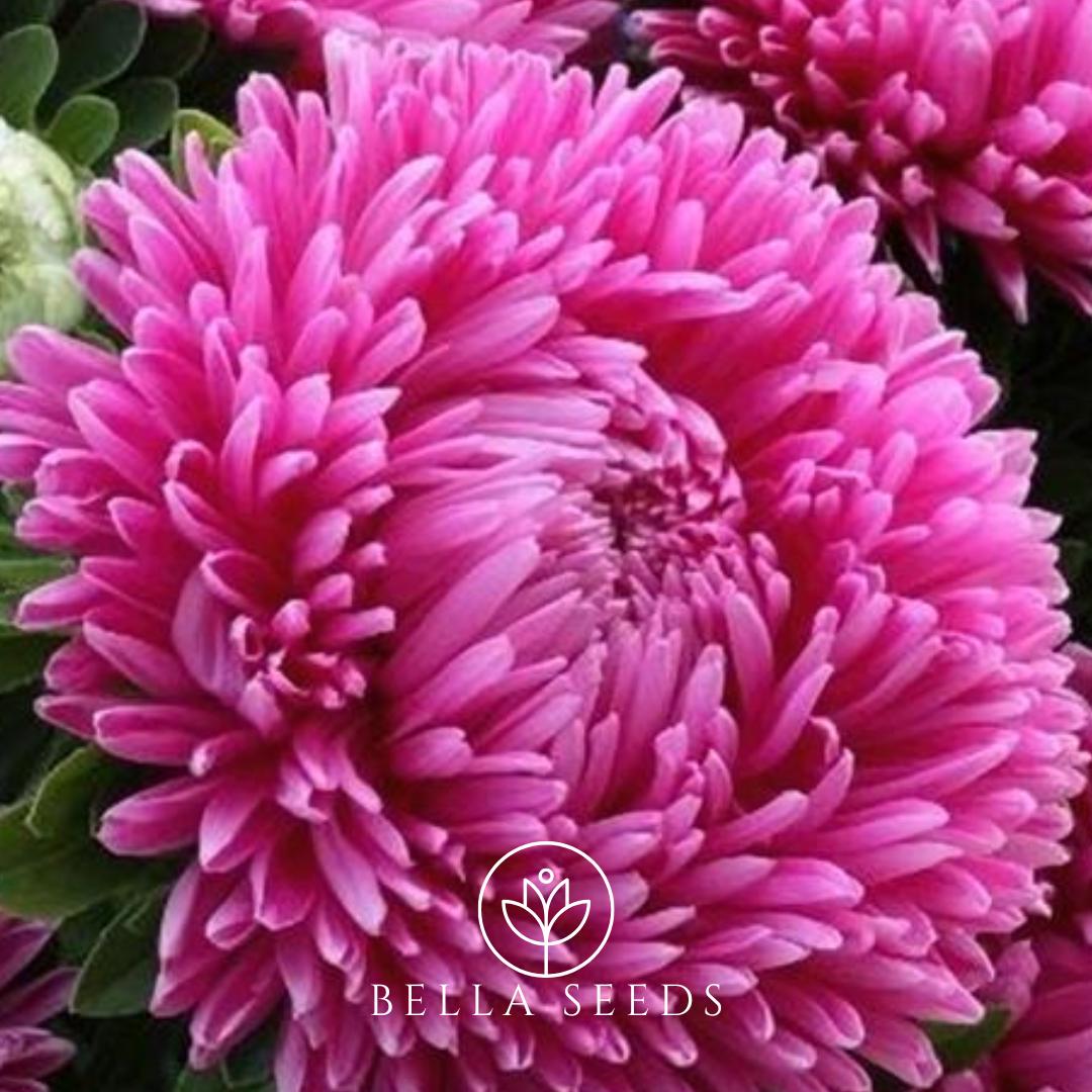 Aster Milady Rose