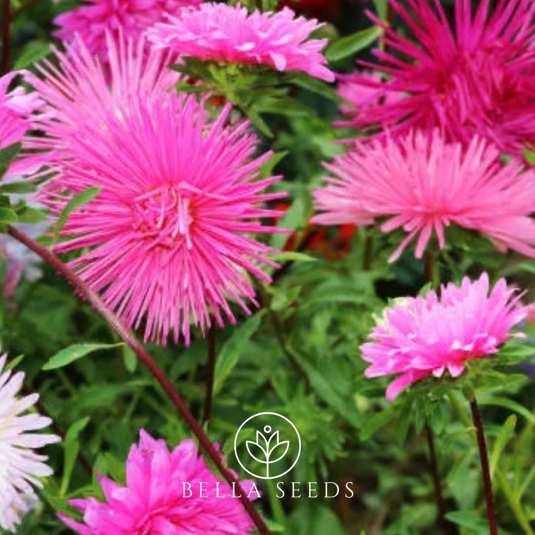 Aster Needle Mix