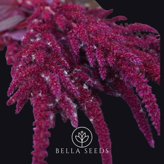 Amaranth Oeschberg