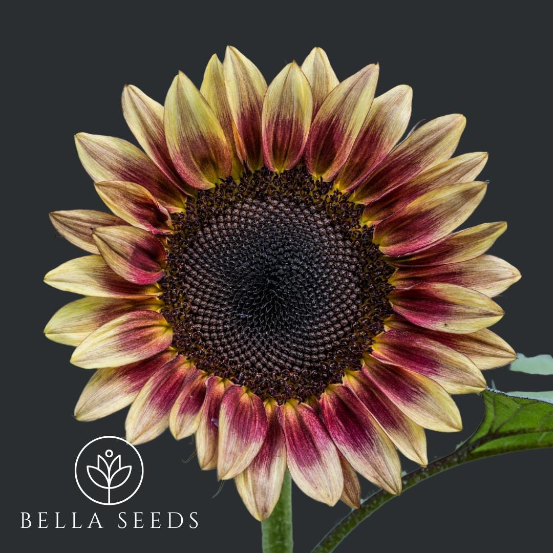 Sunflower Procut Plum