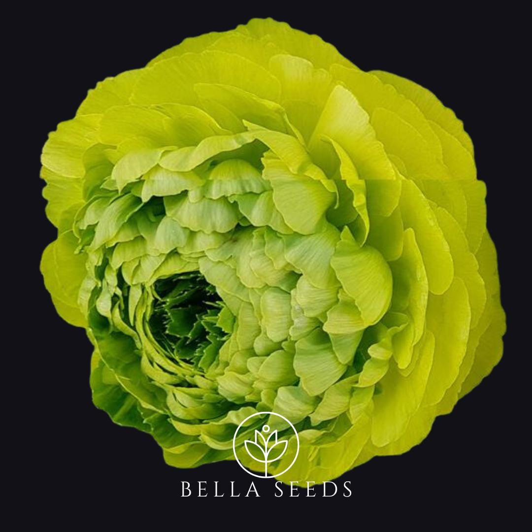 Ranunculus Clone Jean