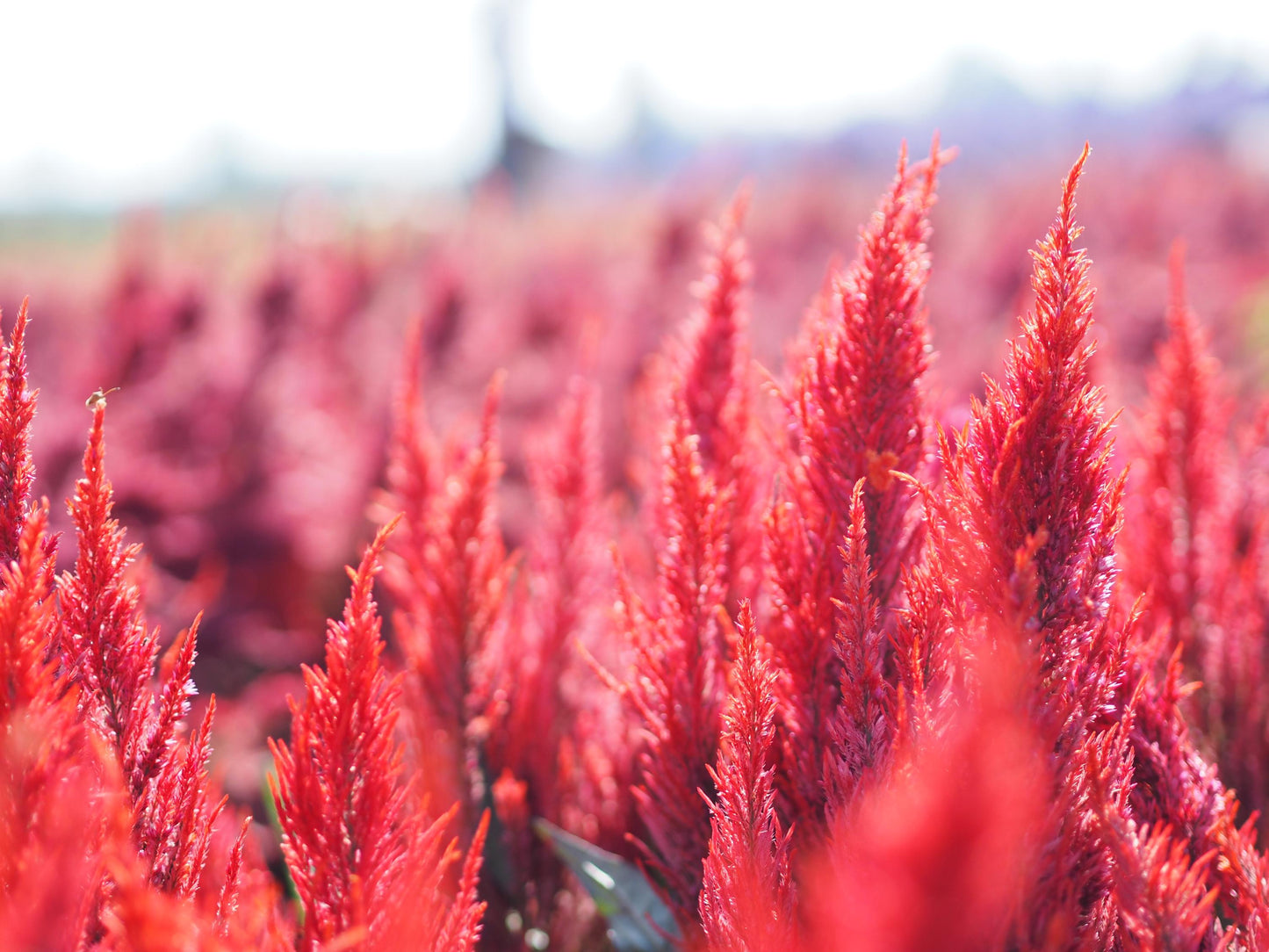 Celosia Forest Fire