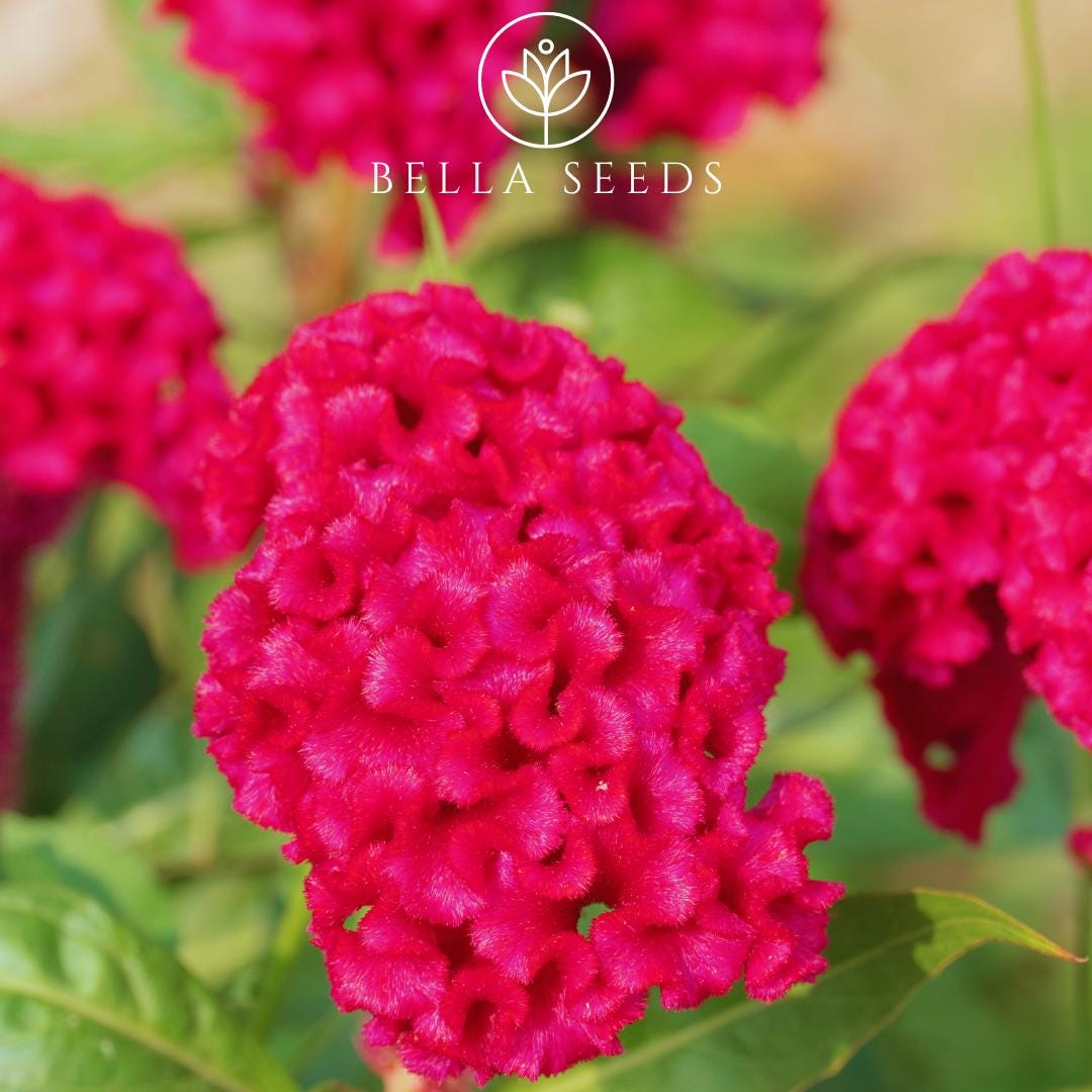 Celosia Toreador