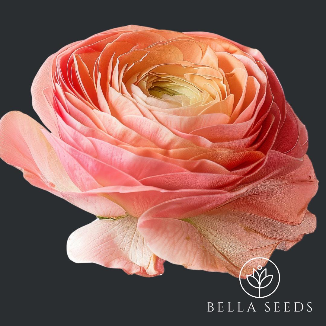 Tecolote Salmon Ranunculus Corms, 6-7 cm,Ranunculus Corms, Persian Buttercups, Flower Bulbs