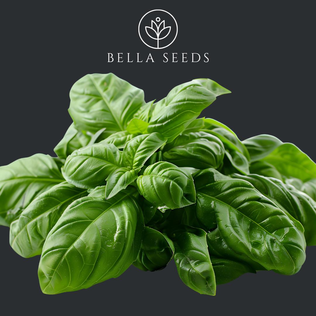 Basil Italian Large Leaf