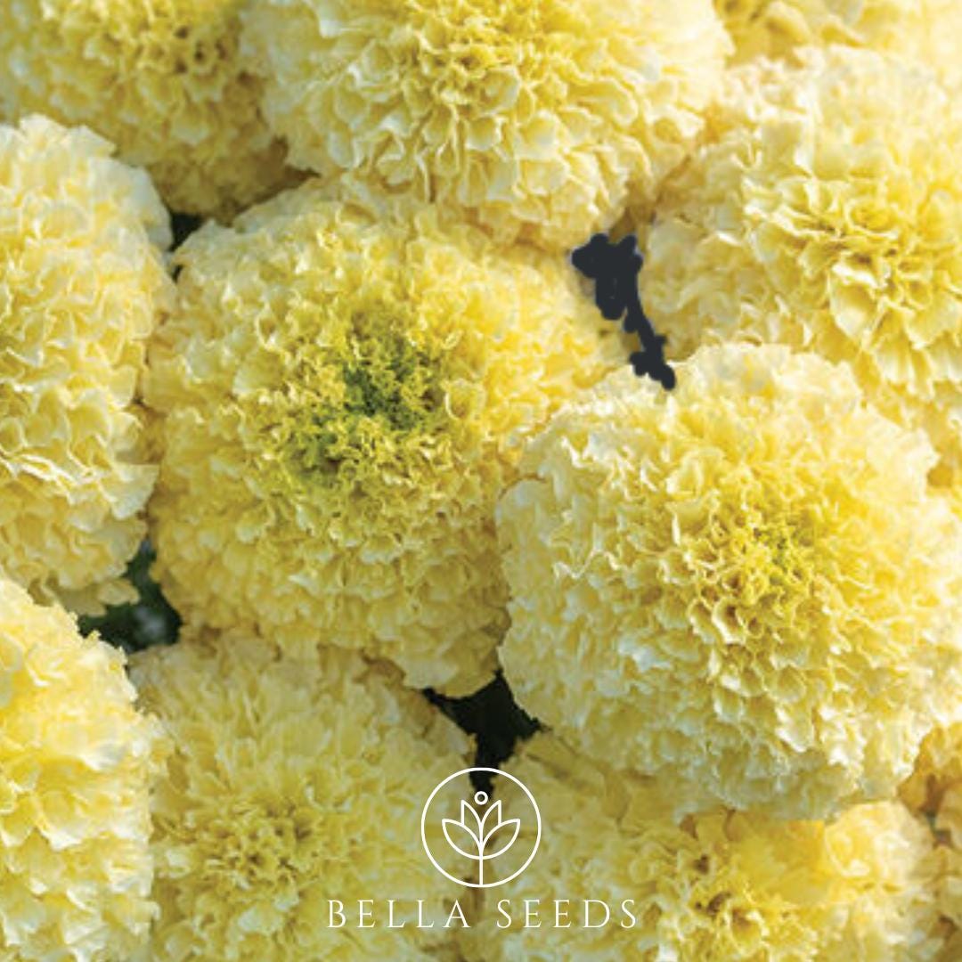 Marigold White Swan