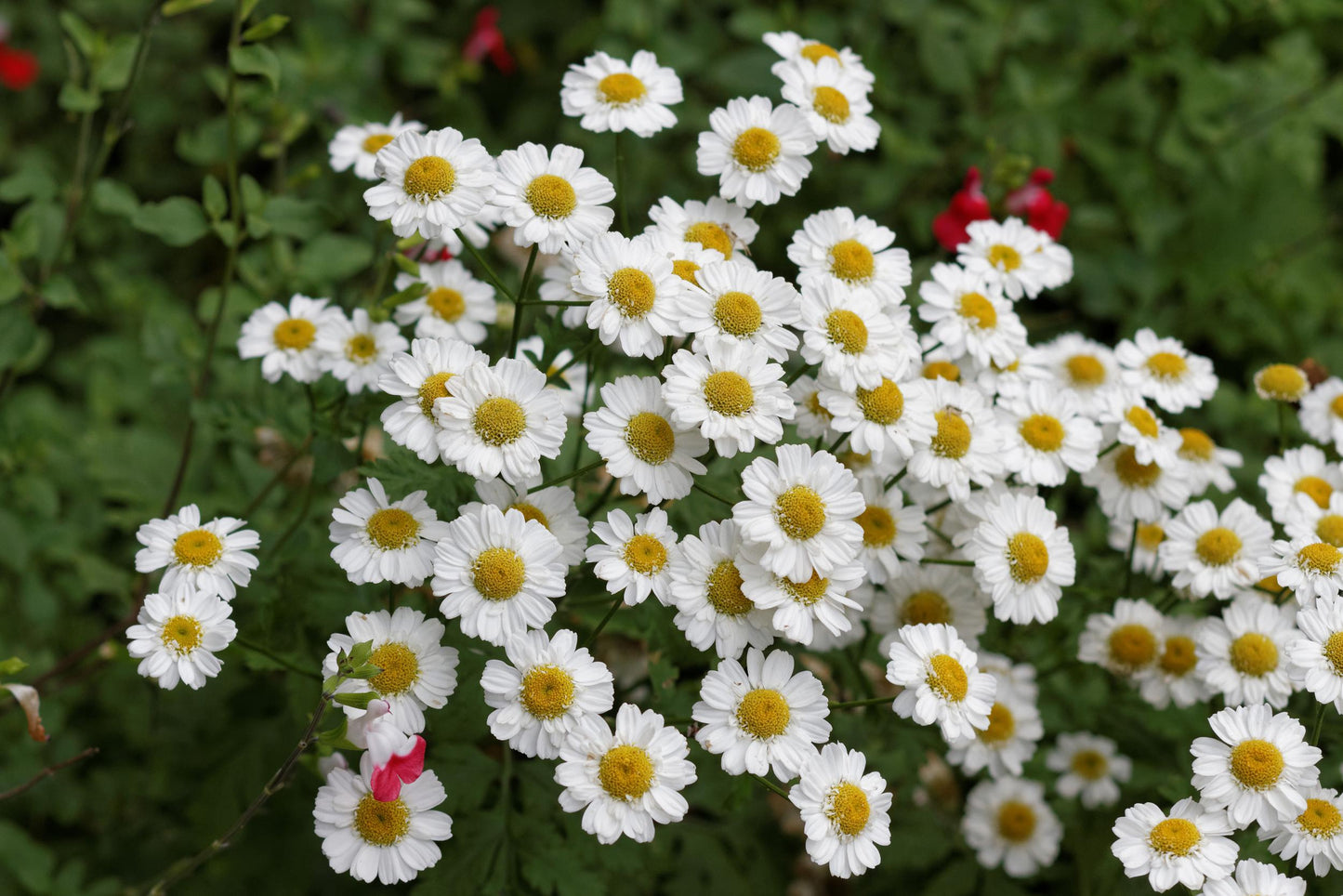Feverfew Magic Single