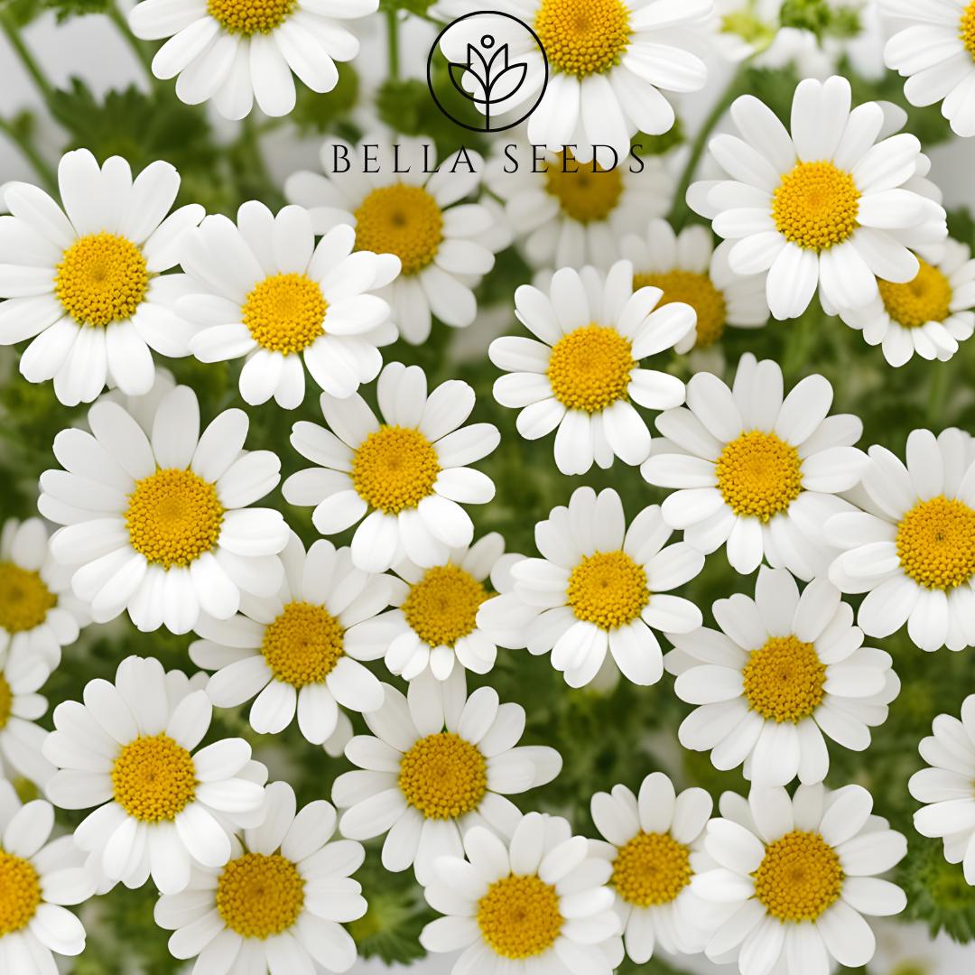 Feverfew Magic Single
