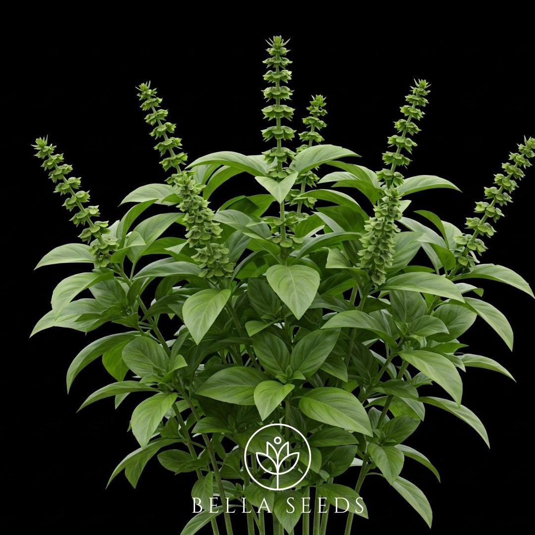 Basil Everleaf Thai Towers 25 Seeds