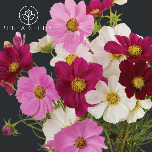 Cosmos Versailles Mix
