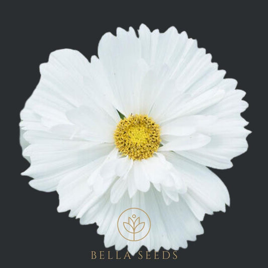 Cosmos Fizzy White Seeds