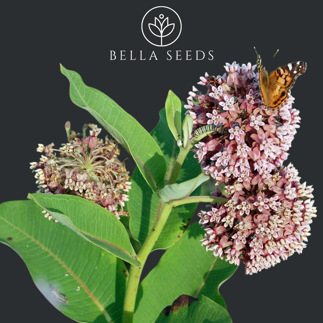 Common Milkweed