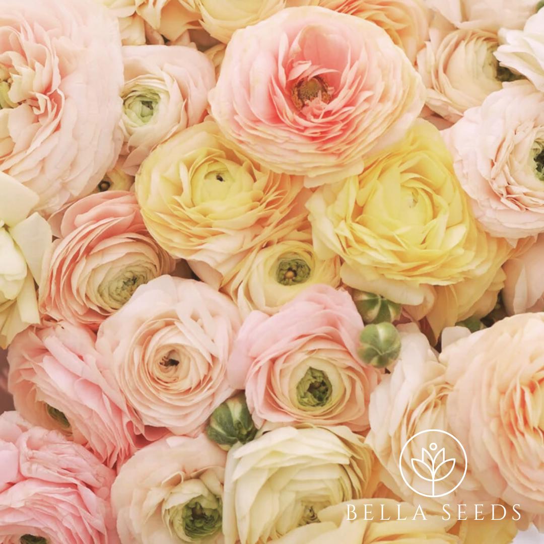 Half Clone Wedding Pastel