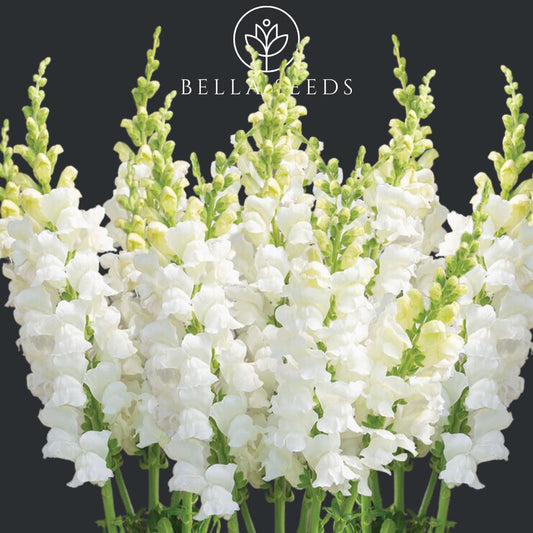 Snapdragon Costa Midly White