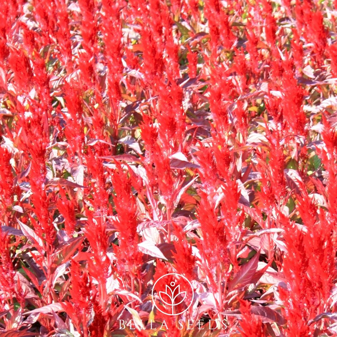 Celosia Forest Fire