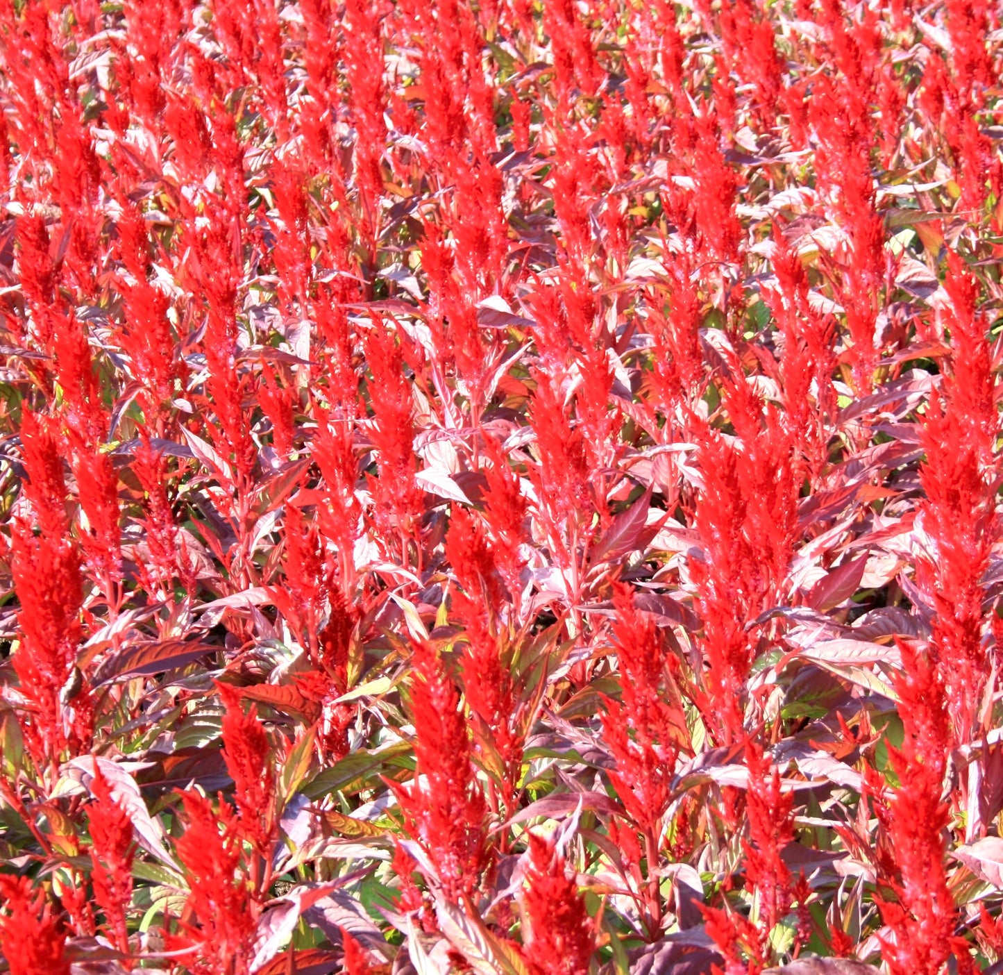 Celosia Forest Fire