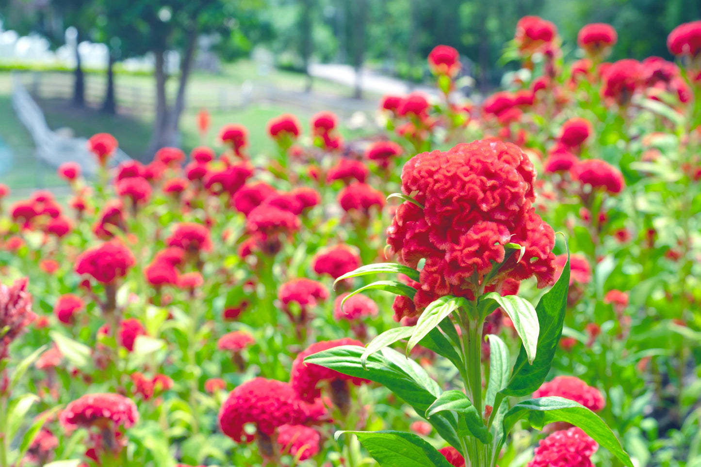 Celosia Toreador