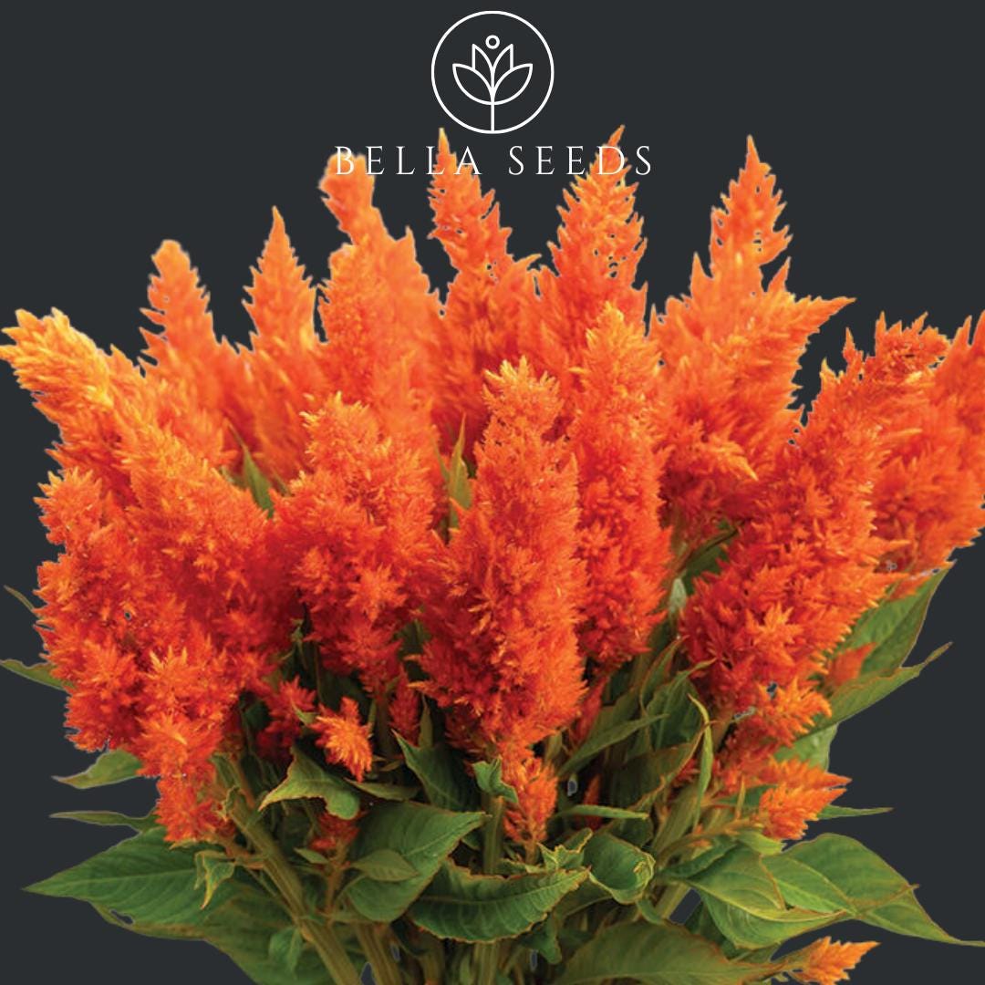 Celosia Sunday Orange