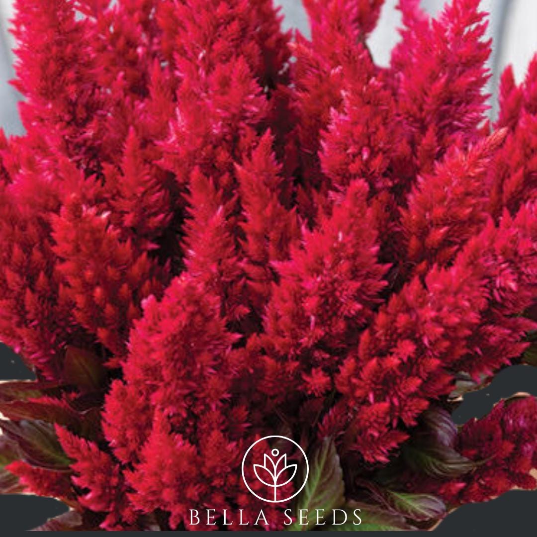 Celosia Wine Red