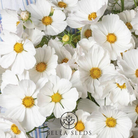 Cosmos Afternoon White